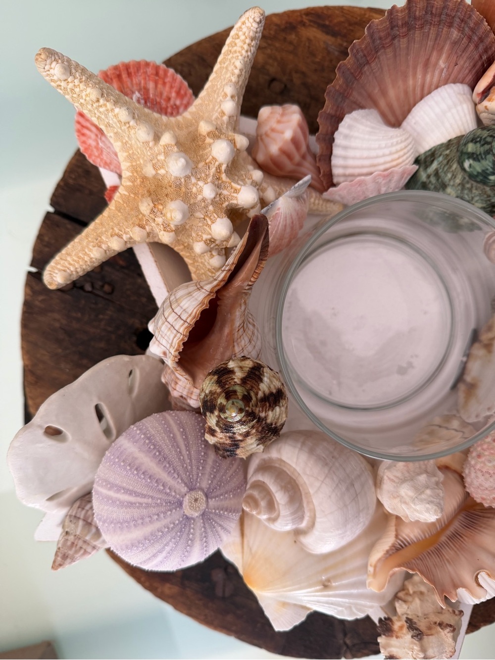 Coastal Seashell Candle Centerpiece in White Star - Picture 9 of 16
